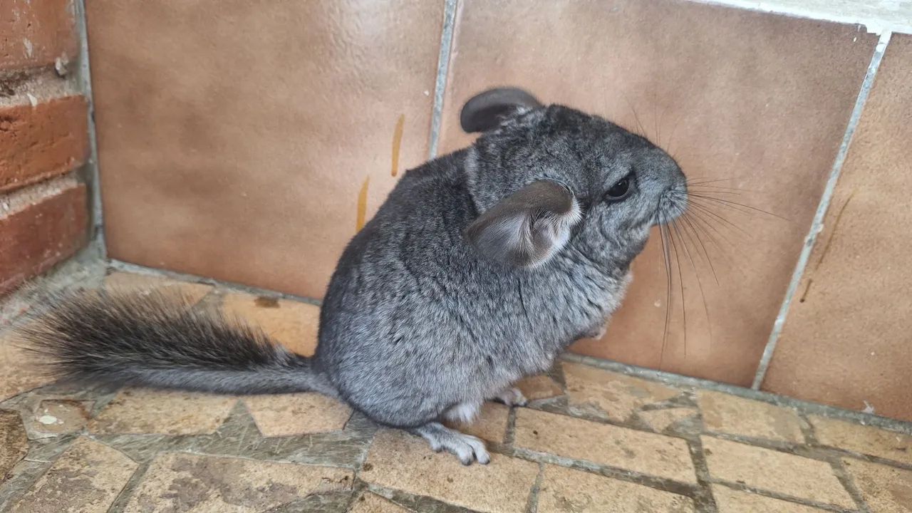 Chinchila  - Foto 2