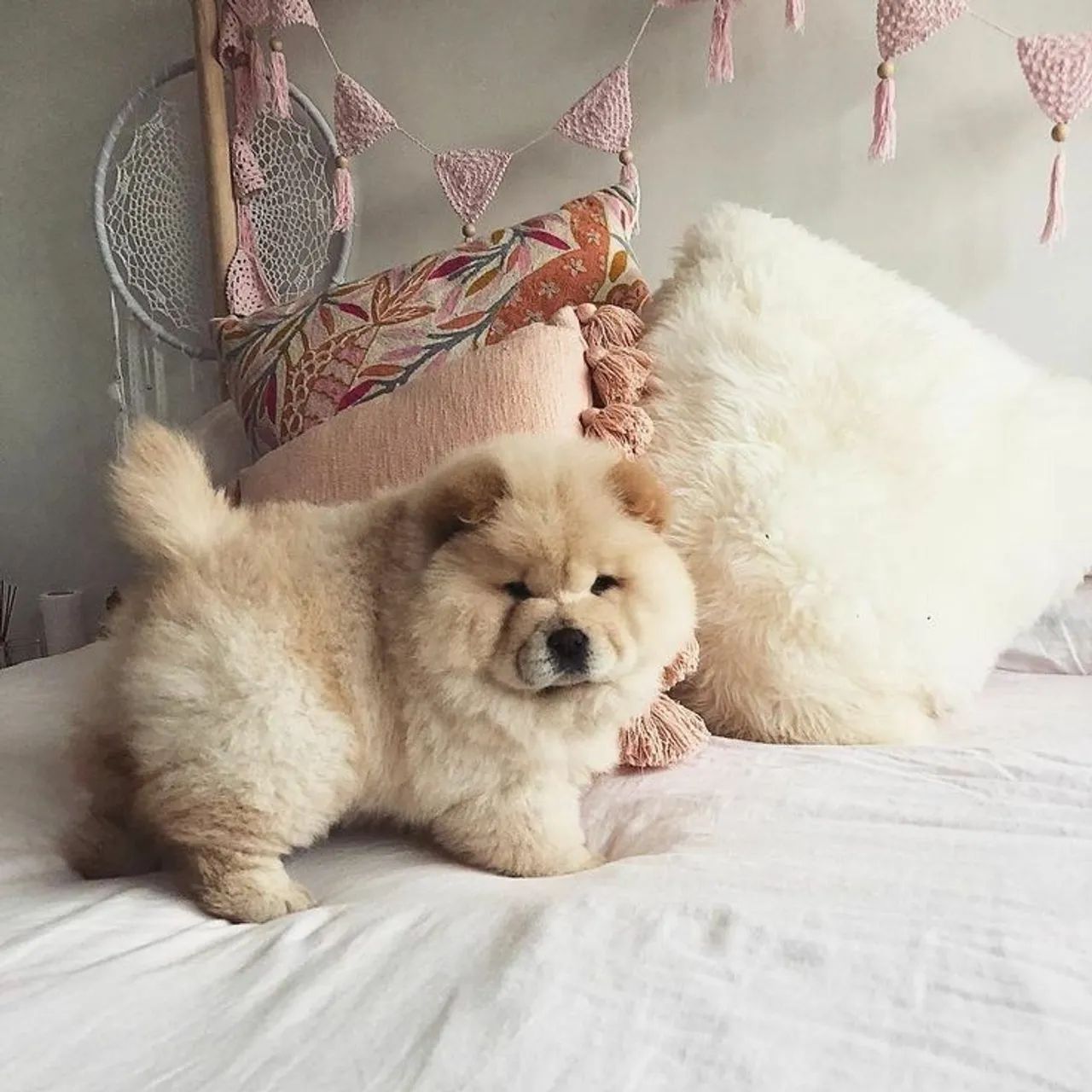 Chow chow americano top  - Foto 3