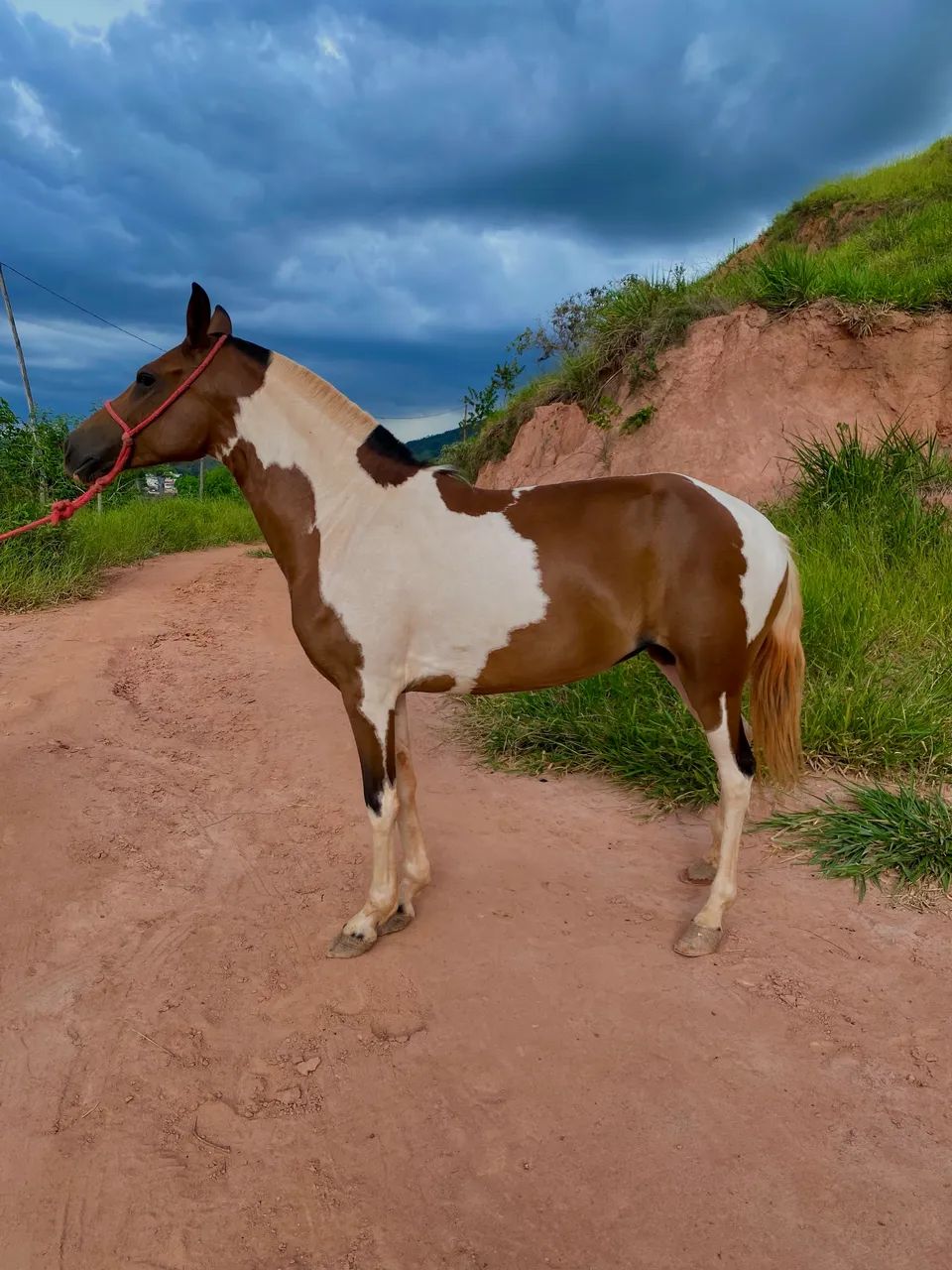 égua pampa  - Foto 4