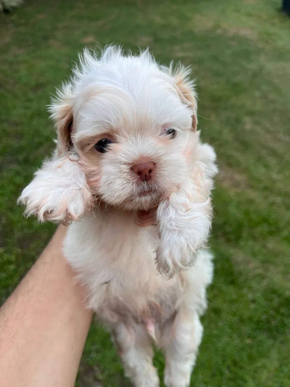 Shih tzu  - Foto 4