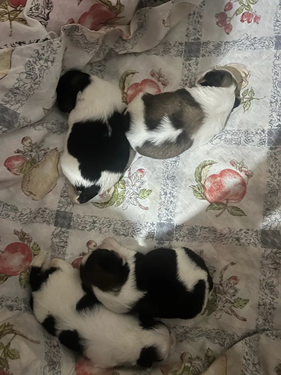 Filhotes de Shitzu  - Foto 2