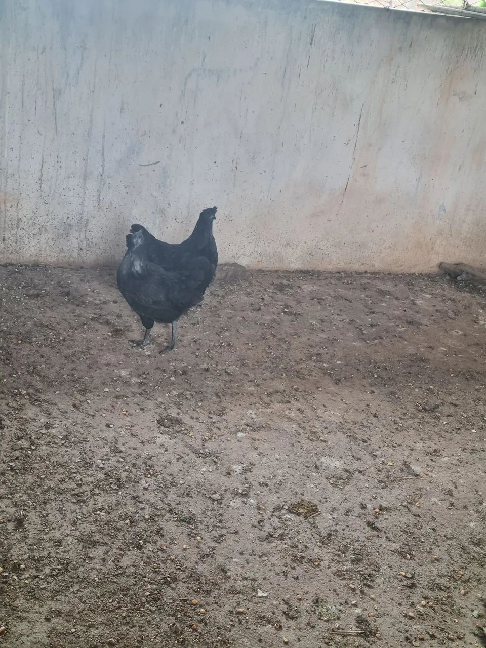Ayam cemani - Foto 2