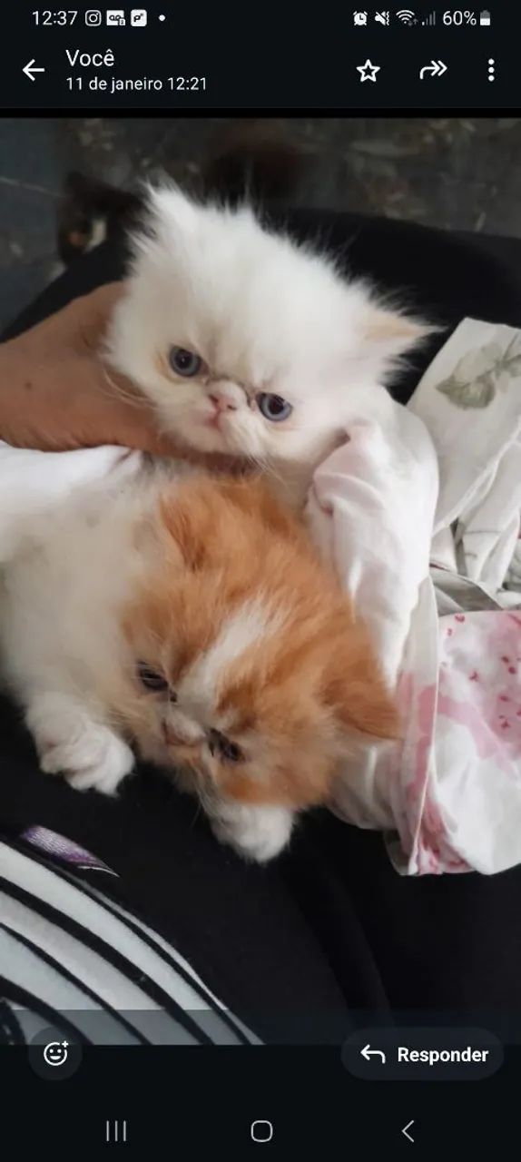 Vende filhotes de gatos 