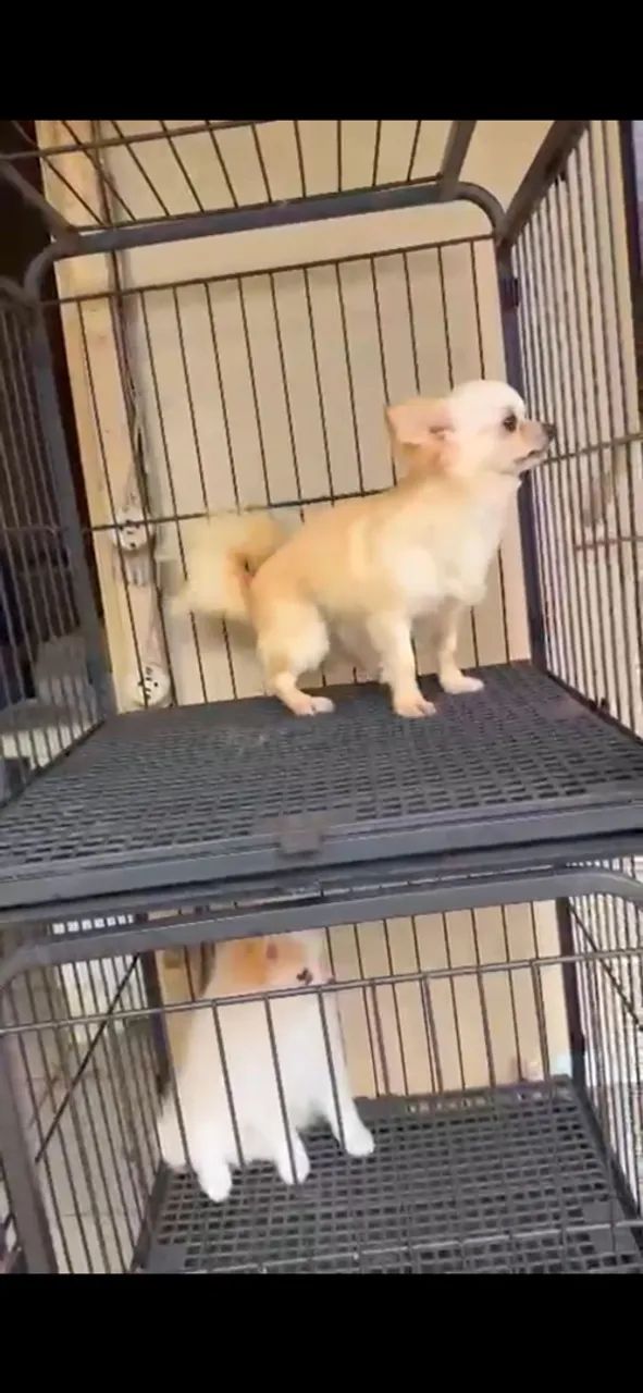 Cachorro 