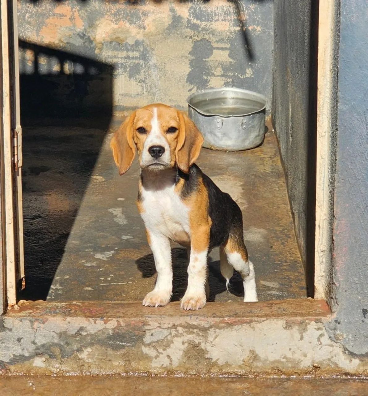 Beagle - Foto 3