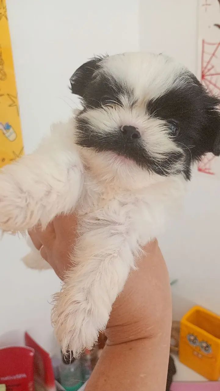 Bebe de shitzu macho  - Foto 4