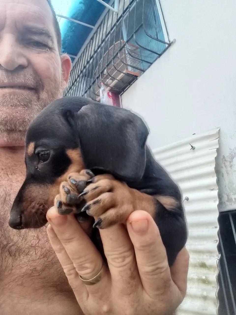 Cachorros  - Foto 4