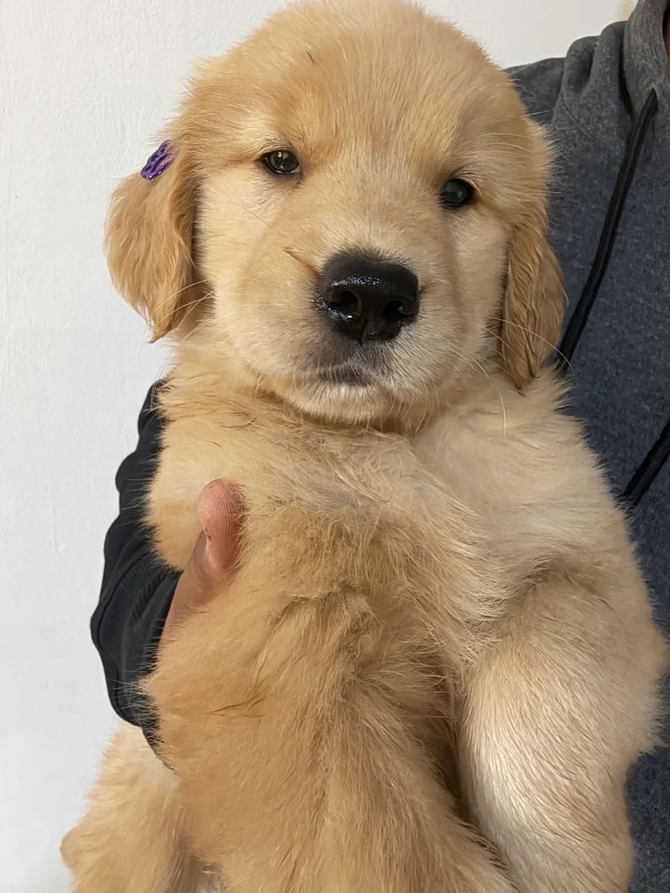 Golden retrivier 