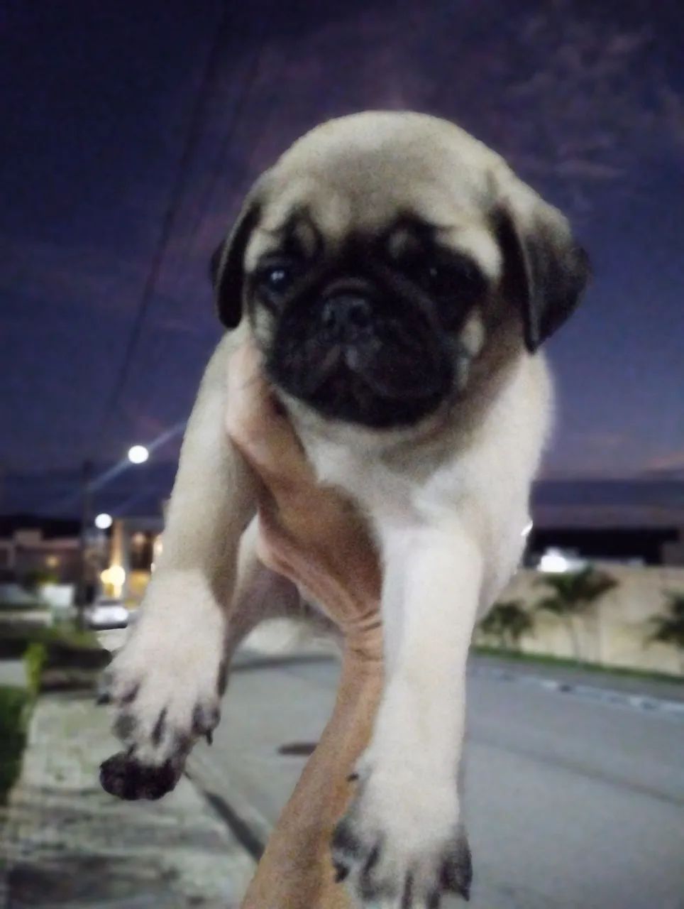 Pug - Foto 3