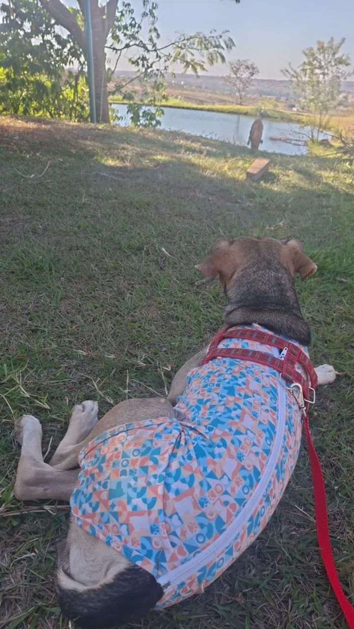 Doação  - Foto 3