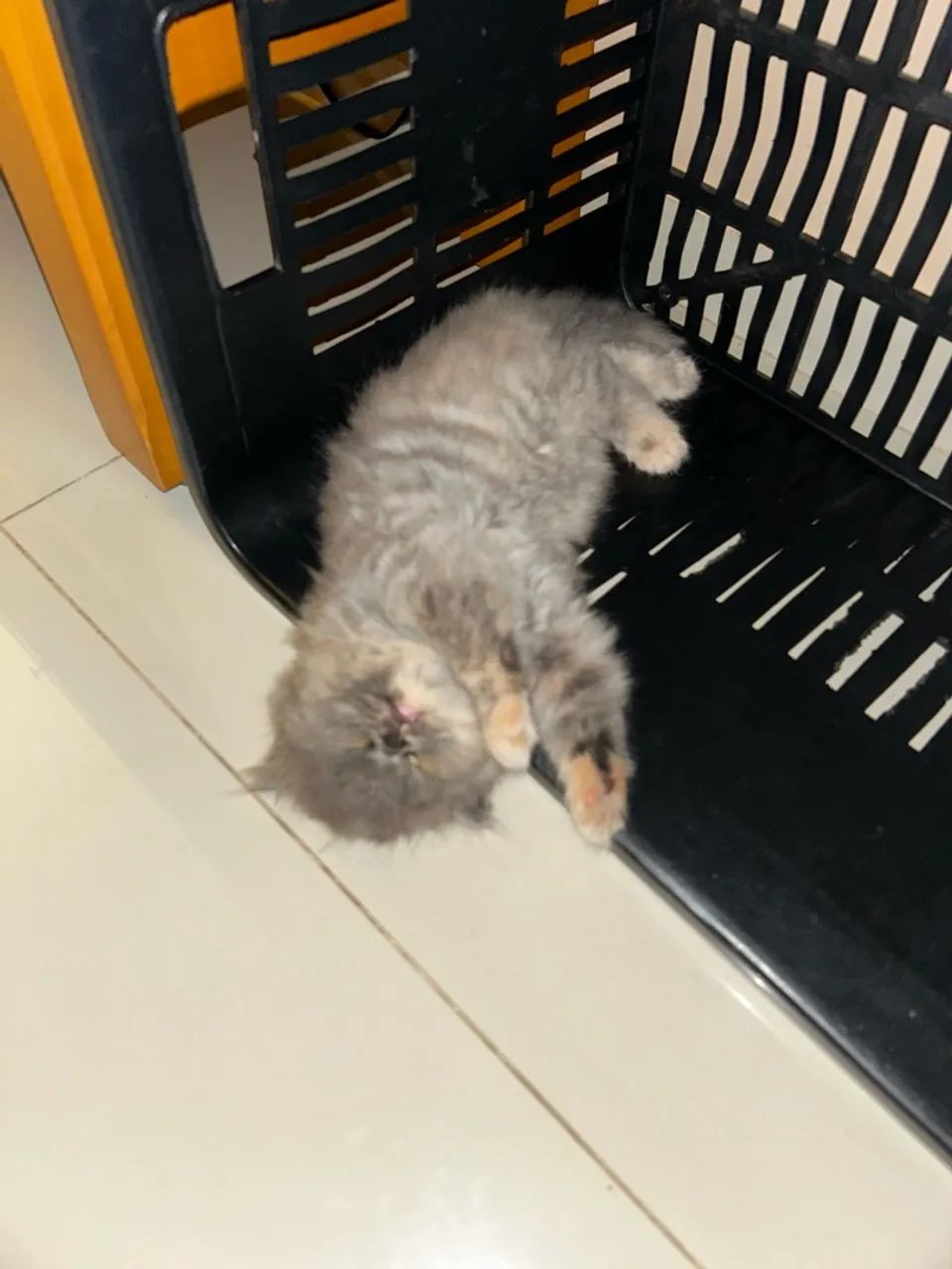 Gato persa  - Foto 2