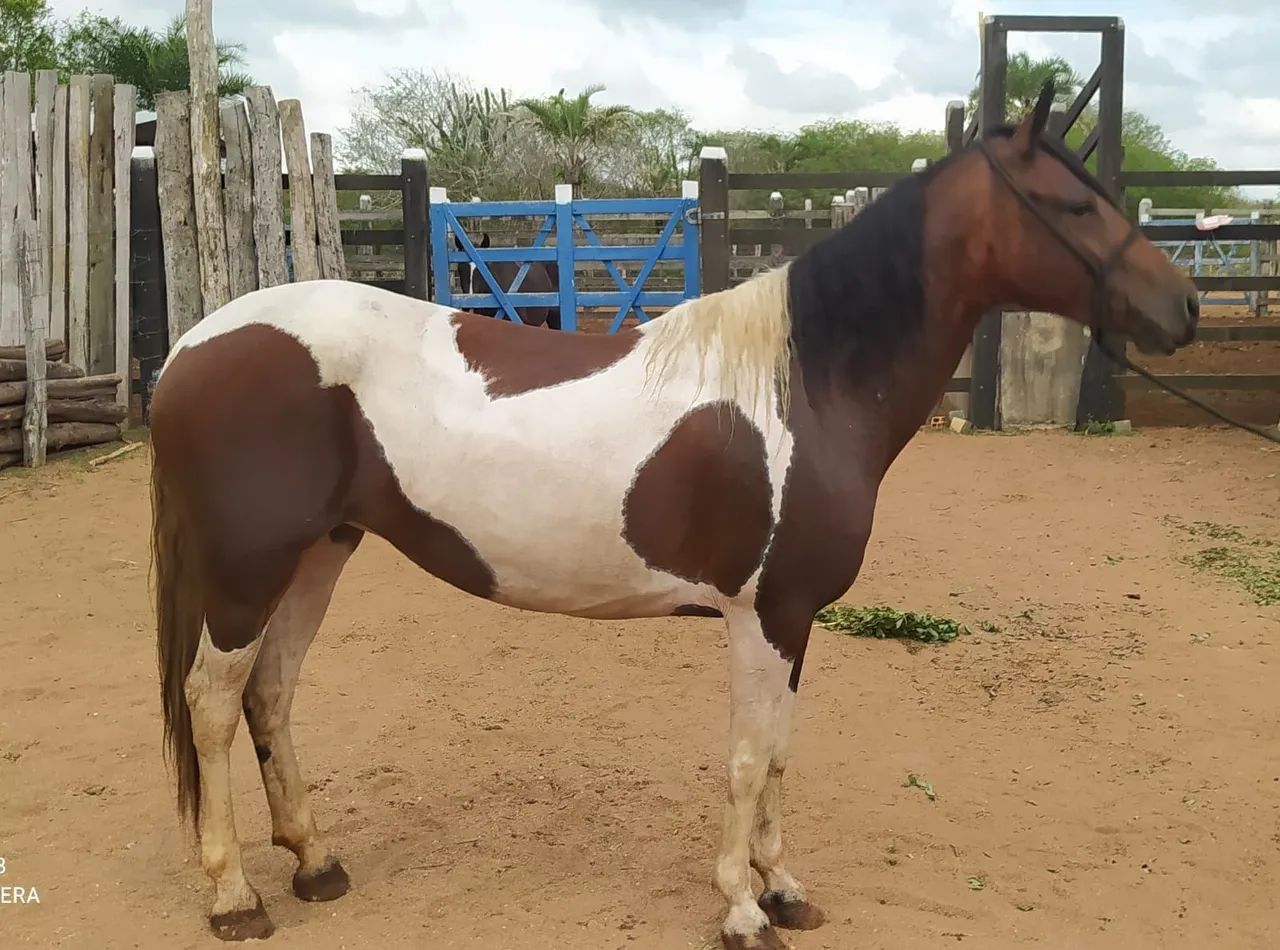 Égua Pampa linda e graúda 