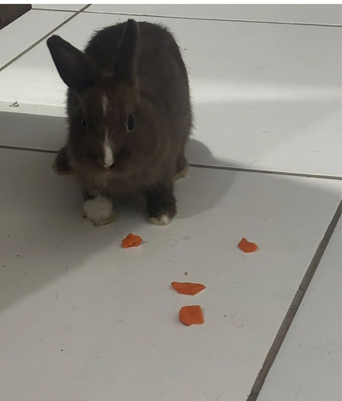 Coelho Netherland Dwarf - Foto 2