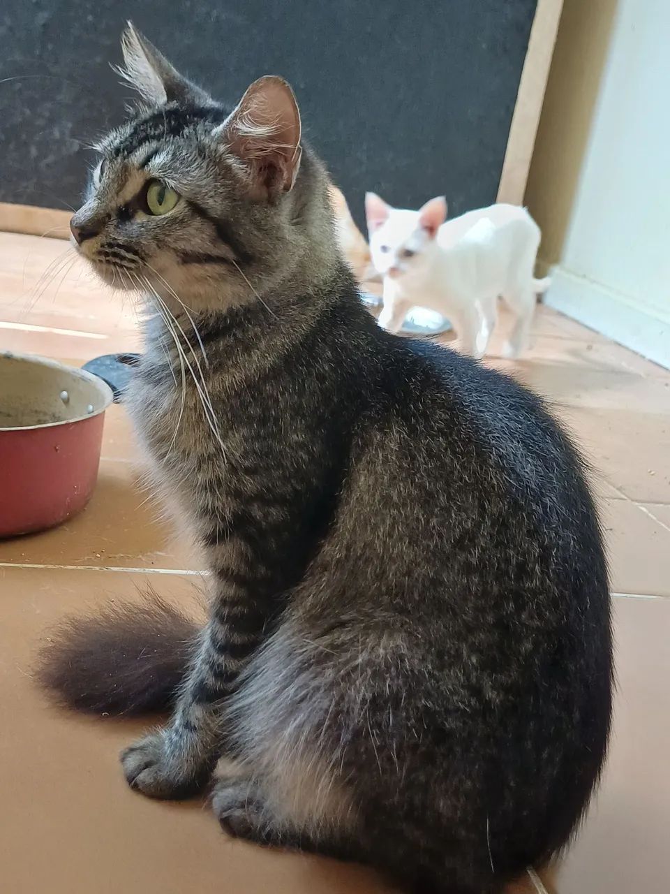 Gatos para adoção  - Foto 3