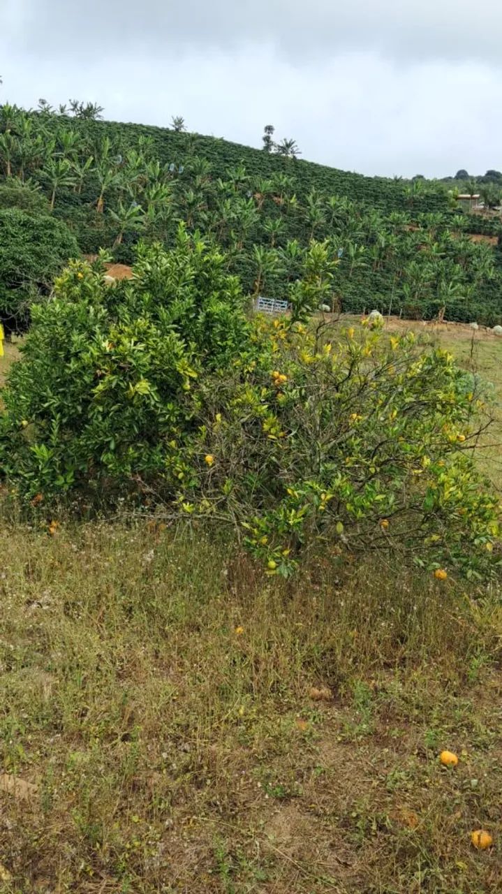 Vendo chácara em Paraju - Domingos Martins  - Foto 4