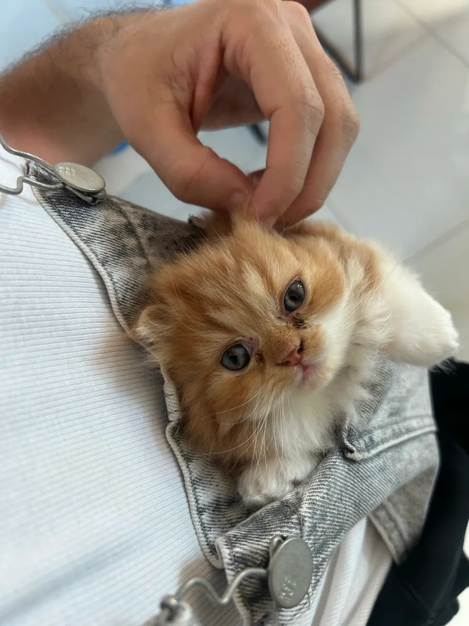Gato persa 
