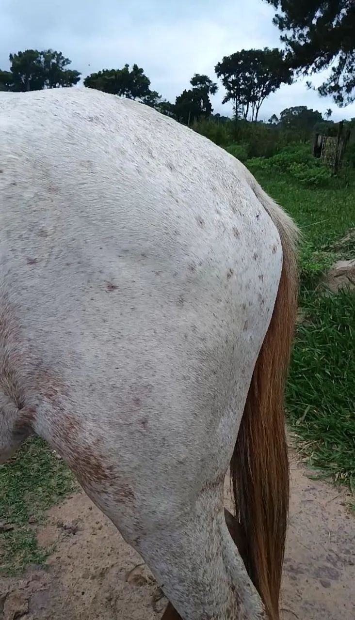 Potro mangalarga lindo - Foto 4