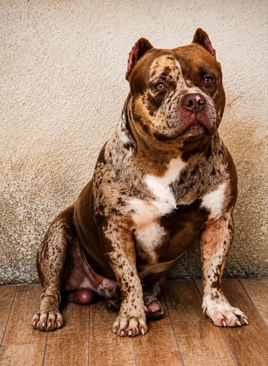 Cachorro  - Foto 5