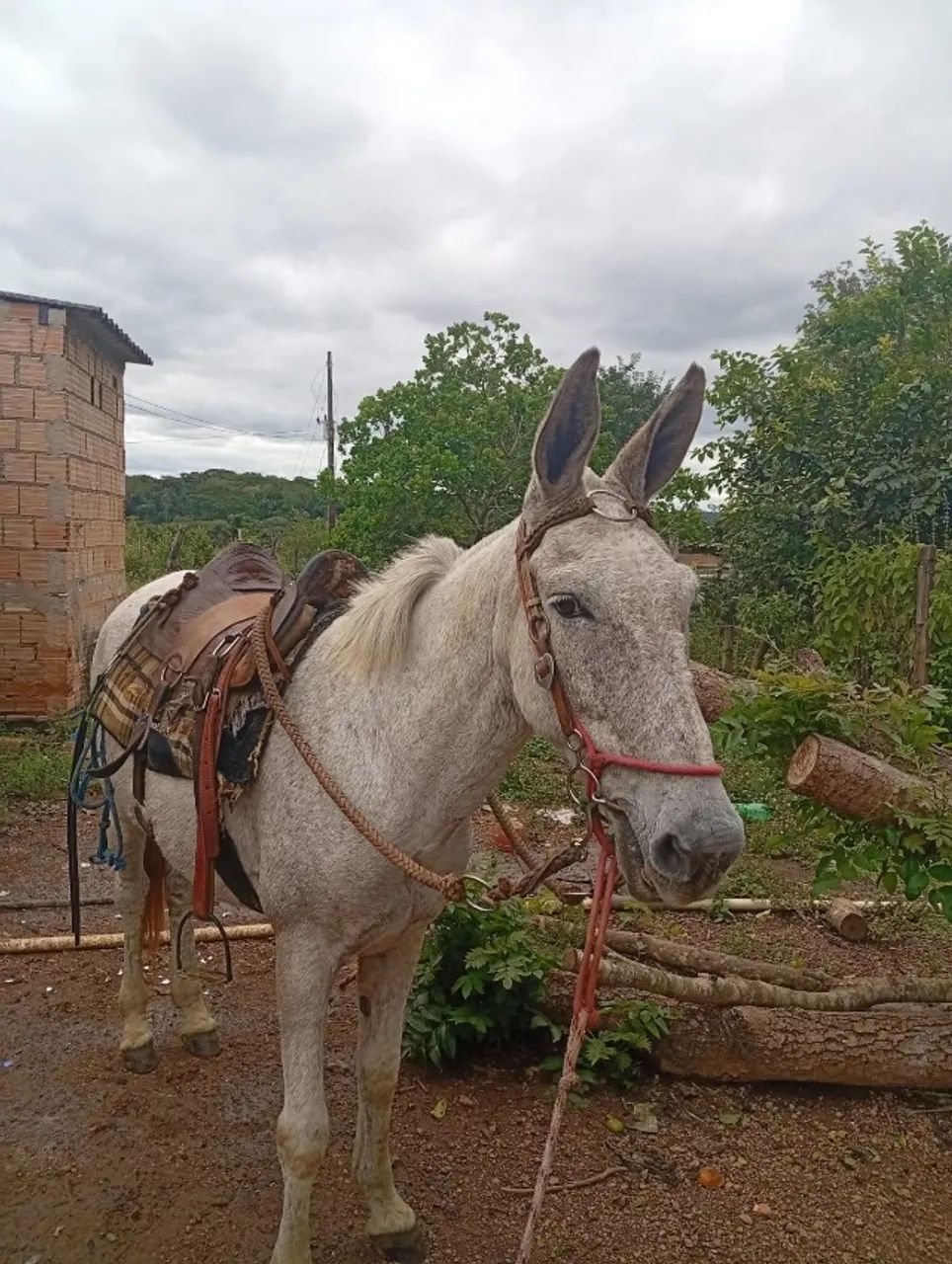 Burro mancio bom de cela