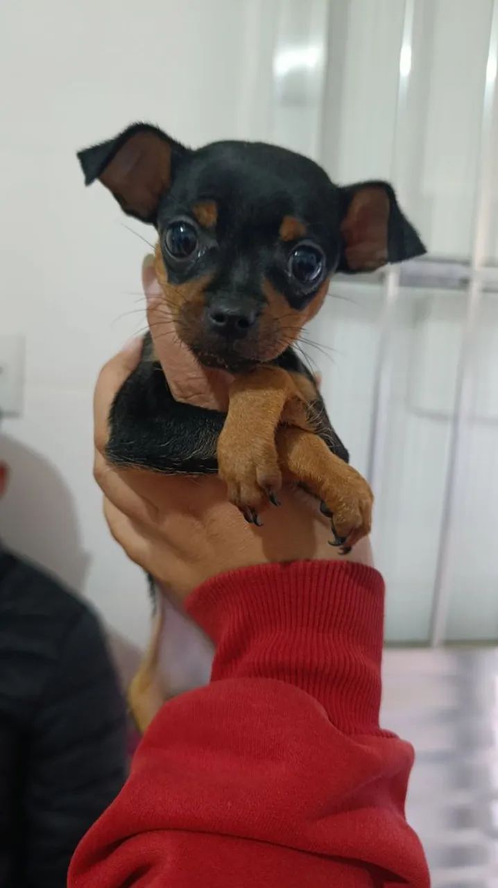 Pinscher 