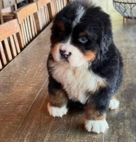 Bernese Bernese a para atendelos 