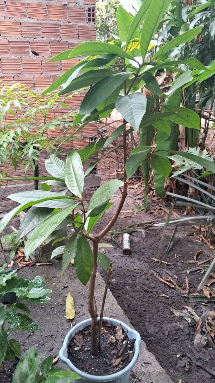 Frutíferas  - Foto 4