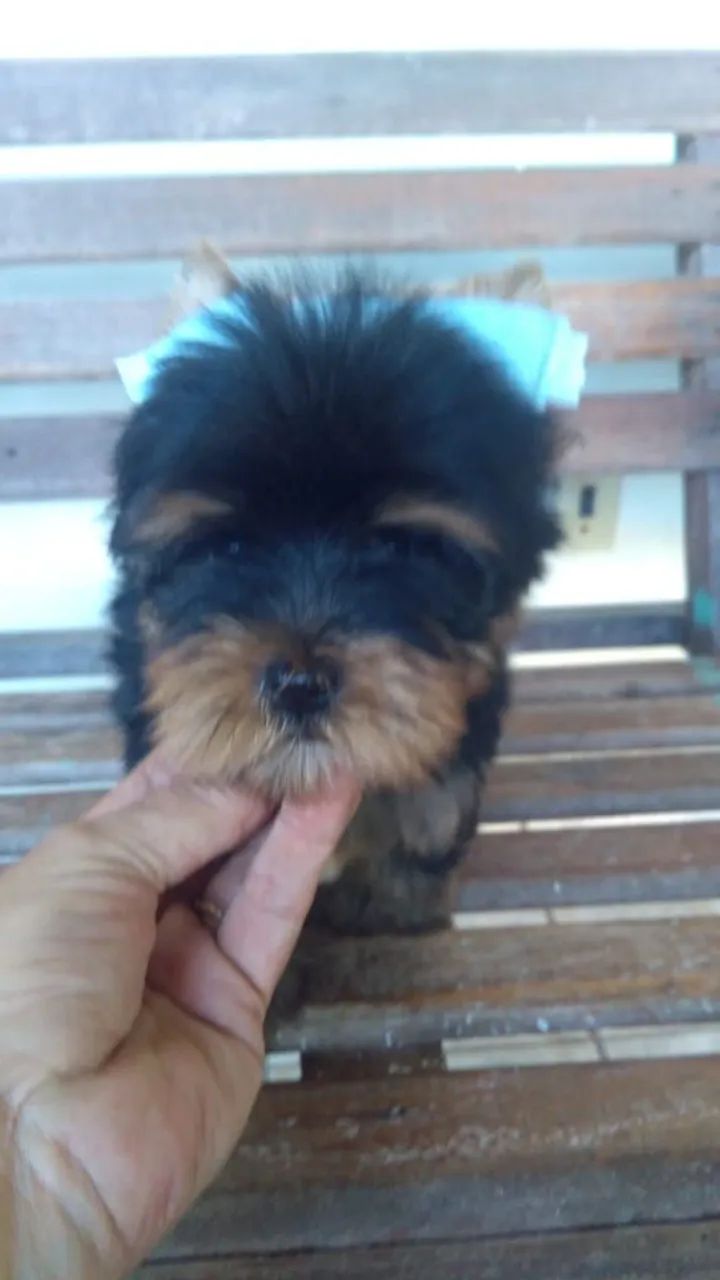 Yorkshire terrier (machinho) - Foto 4