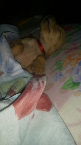 Vende se pinscher fêmea