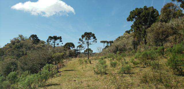 Sitio em Urubici/ chácara em Urubici /terra em Urubici - Foto 3