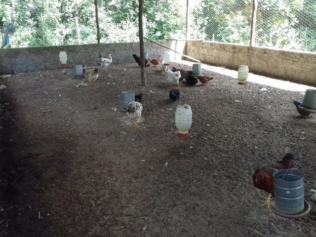 Sítio em Abrantes - Aluguel/arrendamento - Foto 6