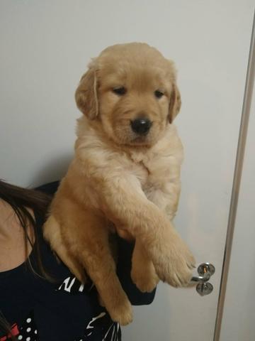 Goldens à pronta entrega e garantias de vida em contrato e assistência vet - Foto 2