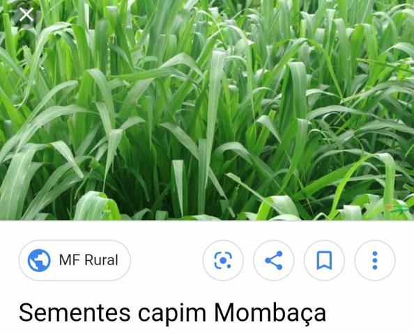 Vendo Semente de Capim - Foto 5