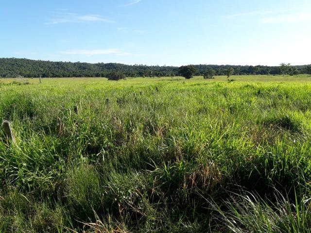 Fazenda Cultura na Beira Rio Araguaia. Araguatins-TO. - Foto 15