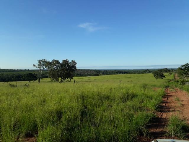 Fazenda Cultura na Beira Rio Araguaia. Araguatins-TO. - Foto 6