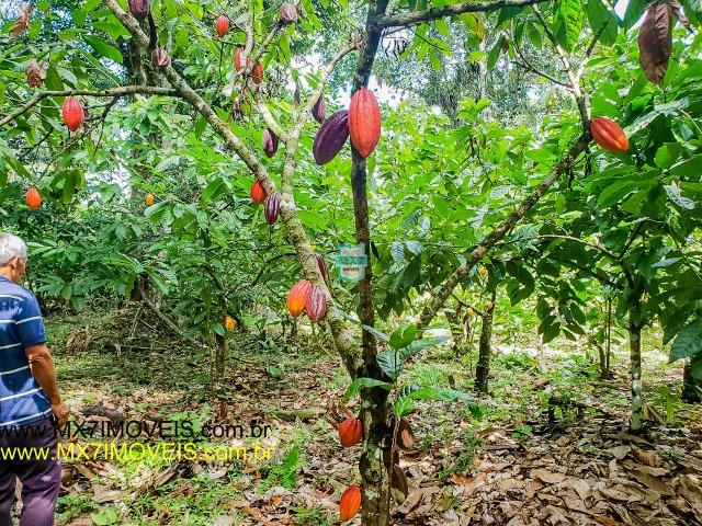 Ubaitaba. Fazenda mista de 160 Hectares, rica em água. - Foto 8
