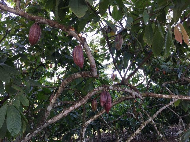 Fazenda à venda a 275km de Salvador - Foto 4