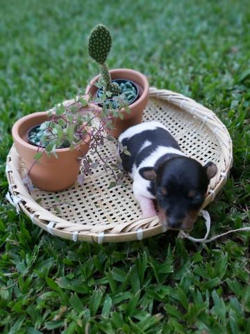 Filhote de pinscher miniatura - número 0 - Foto 5