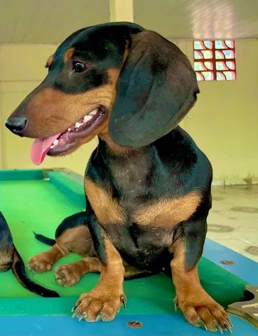 Lindas Filhotes puras (2 fêmeas) de Dachshund Arlequim (Basset/salsichinha). - Foto 3
