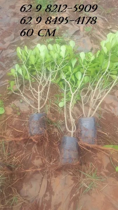 Mudas de cerca viva clusia * - Foto 4