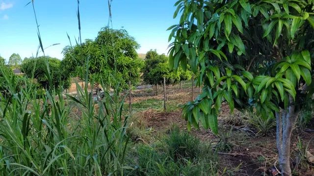 Chácara para venda com 5.010,00m² em Conquista - Bahia - Foto 11