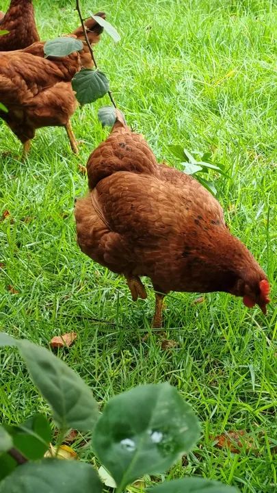 Galinha Embrapa 51, Frangos Caipira e Galinha Nagazaki - Foto 4