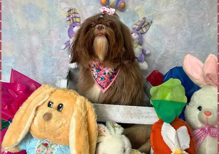 Shih-tzu fêmea chocolate, castrada