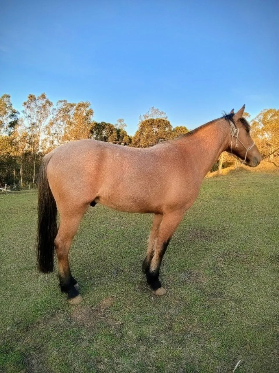 Cavalo crioulo  - Foto 2