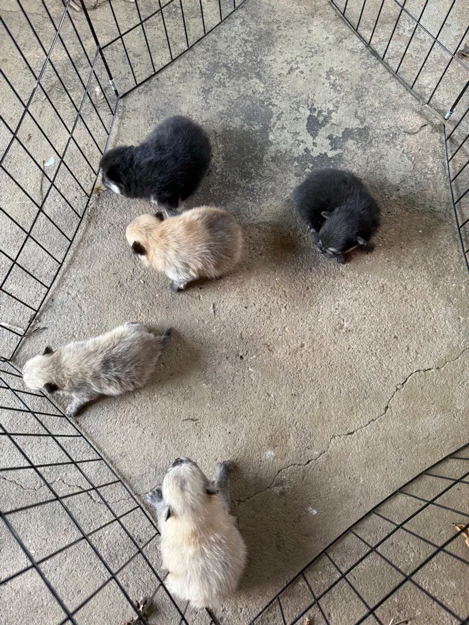 Filhotes de Bulldog Francês e Spitz Alemão - Foto 2