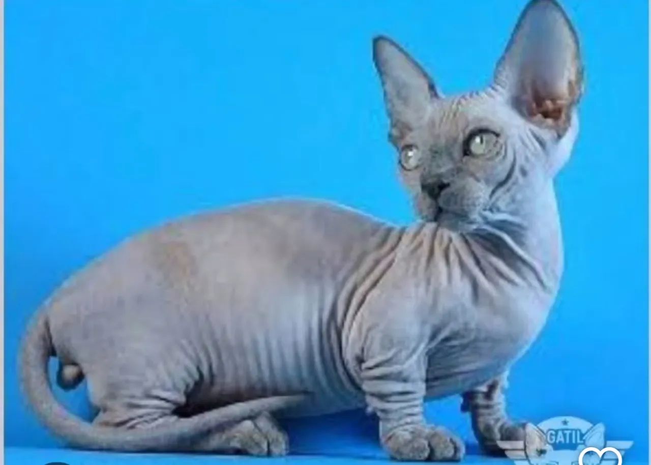 Bambino gatos filhotes ( é um Sphynx de perna curta )