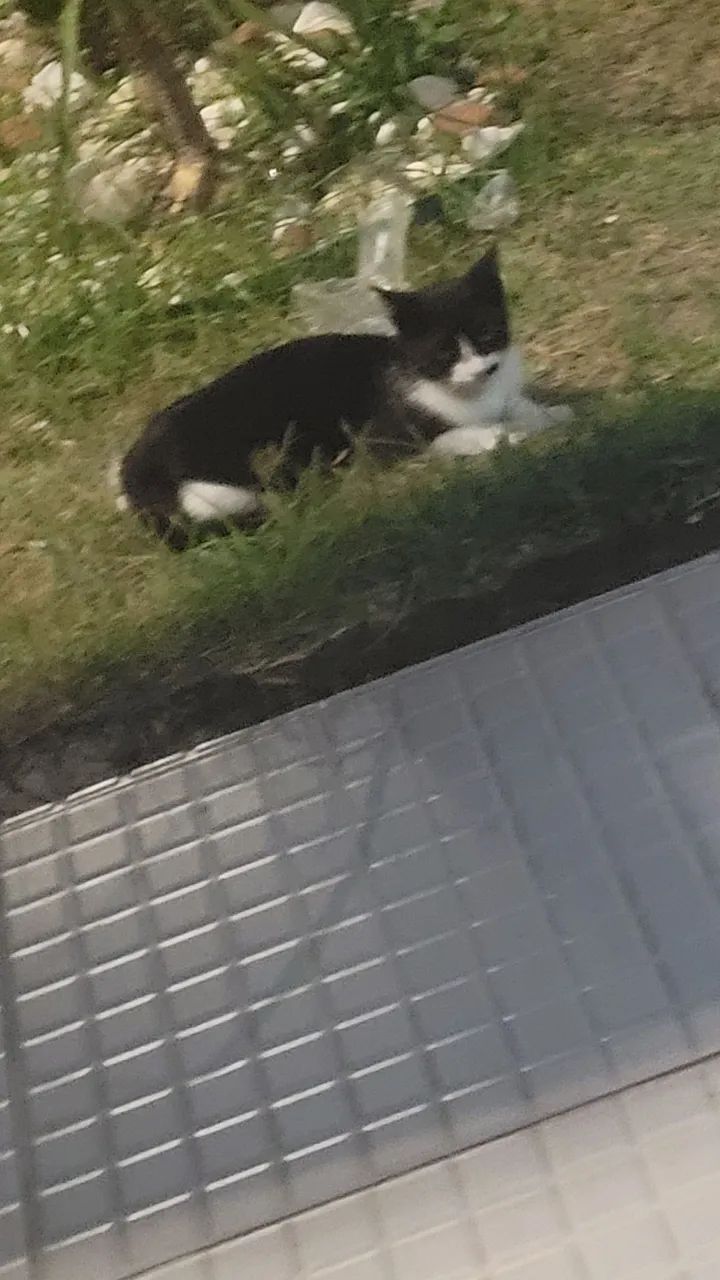 Gatinha para adoção - Foto 4