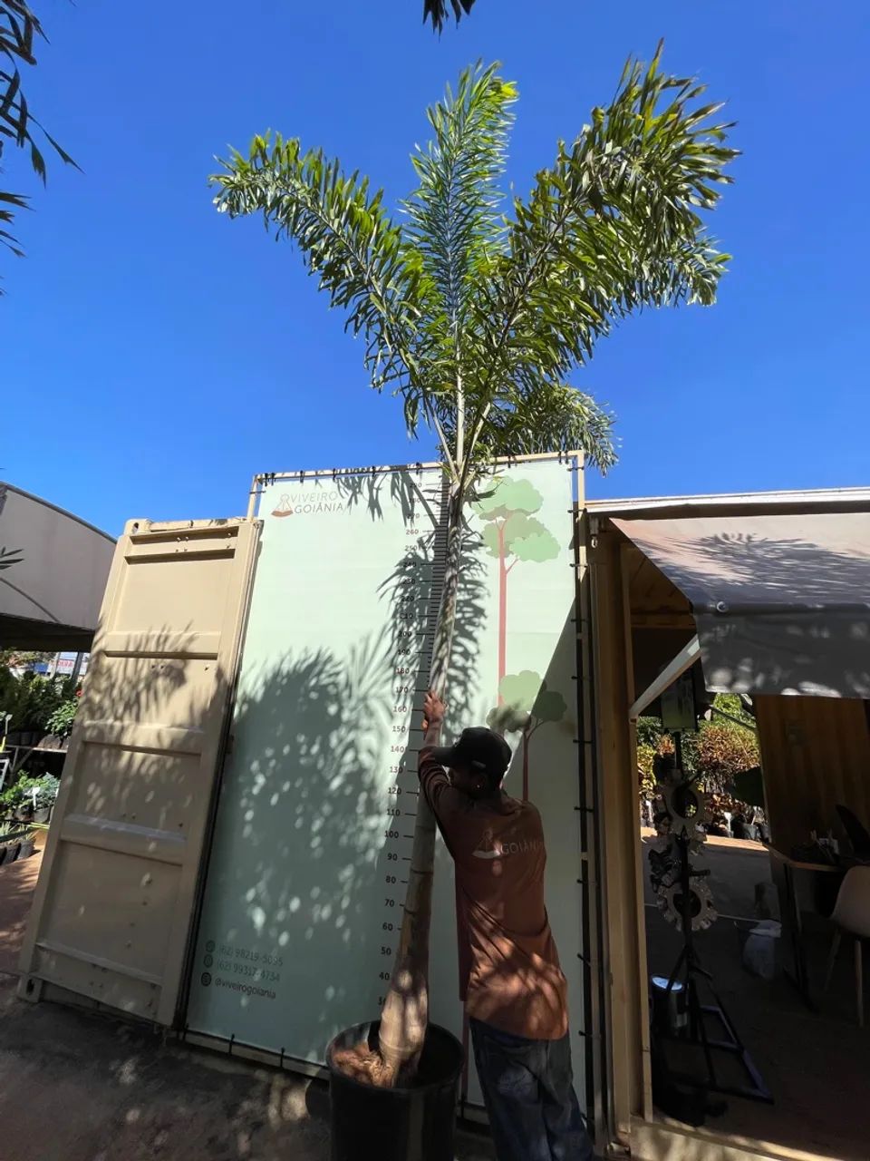 Palmeira Rabo de Raposa 4 a 5 metros  - Foto 3