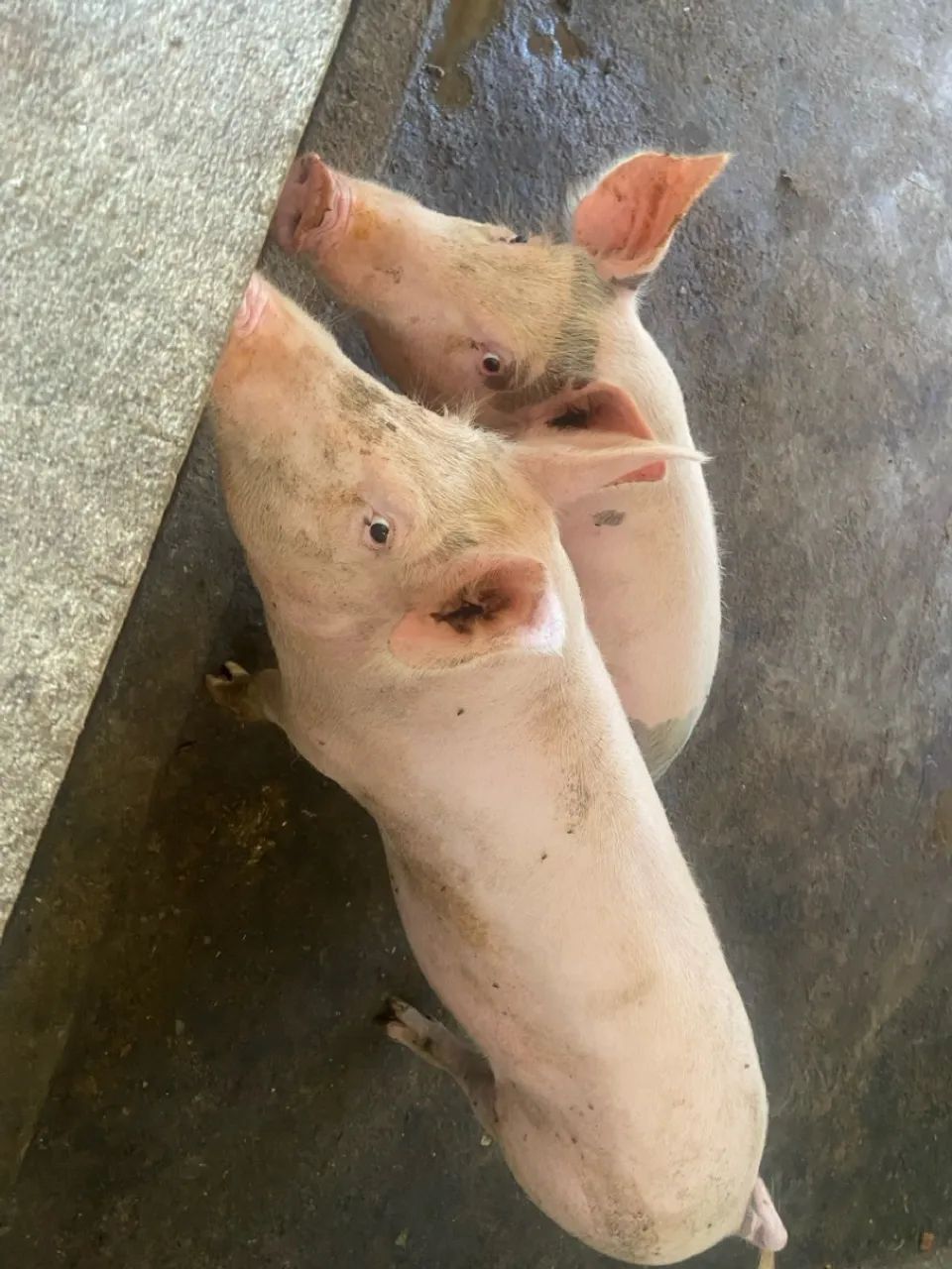 Suínos de ótima qualidade  - Foto 5