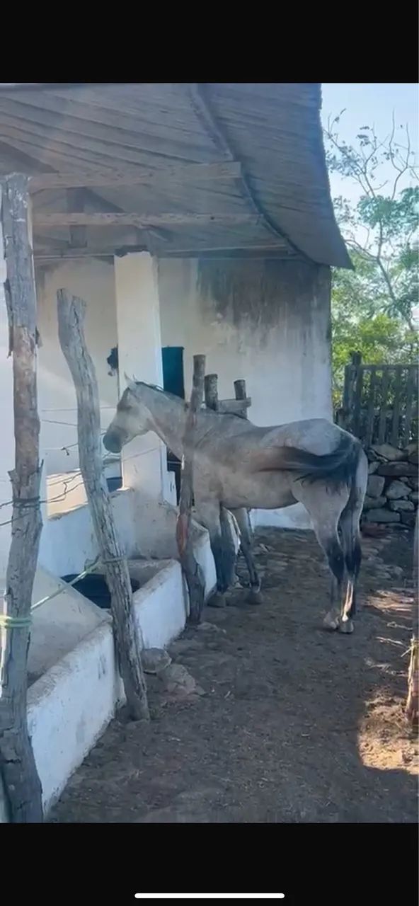 Cavalo quando de milha PC - Foto 3