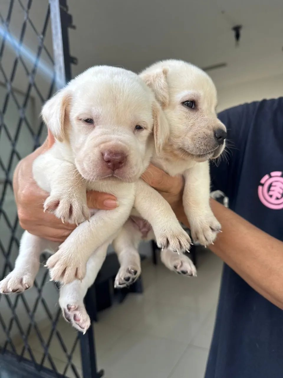 Lindos filhotes de Labrador disponíveis!